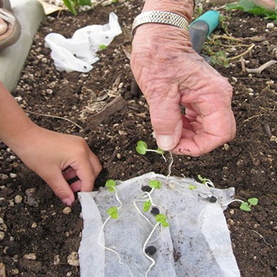 Young and old hands picking up sprouts in dirt